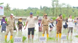 Wakil Menteri Pertanian (Wamentan) RI, Sudaryono melakukan tanam raya padi varietas unggul Gadjah Mada Gogo Rancah (Gamagora) 7 bersama Himpunan Kerukunan Tani Indonesia (HKTI). (Dok. Kementerian Pertanian)

