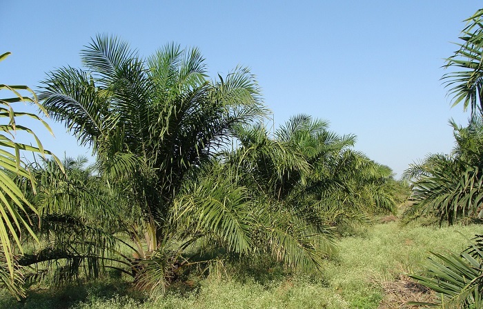 Oil Palm Plantation. (Pixabay.com/sarangib)